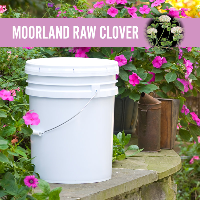 moorland-raw-clover-honey-pail-sku-12.jpg
